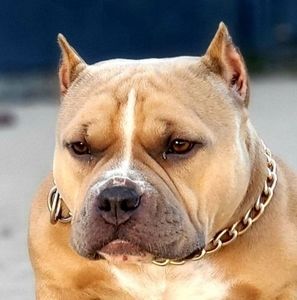 Meet your Posher, Andy